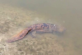 Luôn nghe tiếng trẻ con khóc đêm và sự thật “sốc” phía sau