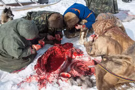 Rùng mình cảnh ăn thịt sống của những người chăn tuần lộc