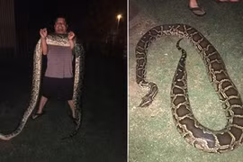 Thiếu niên 15 tuổi giết chết trăn khổng lồ bò lổm ngổm
