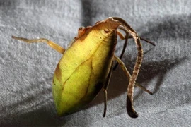 Loài nhện kỳ quái bậc nhất thế giới vừa được phát hiện