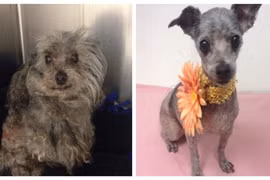 Ảnh trước và sau của chó bị ngược đãi gây sốc