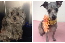 Ảnh trước và sau của chó bị ngược đãi gây sốc