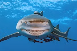 Ngoài lúc khát máu, cá mập còn bộ mặt không ngờ này