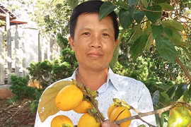 Vùng đất này không chỉ có sâm mà còn có đặc sản hồng giòn