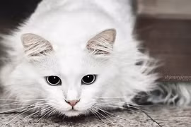 Mèo điếc chữa lành tâm hồn cho người mẹ mất con