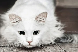 Mèo điếc chữa lành tâm hồn cho người mẹ mất con