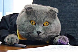 Mèo đánh bại người giữ chức giám đốc truyền thông