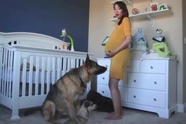 Cảm động tình cảm chân thành chó cưng dành cho chủ nhân