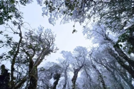 Băng giá bất ngờ phủ kín đỉnh núi Tà Xùa giữa tháng 3