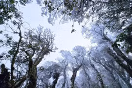 Băng giá bất ngờ phủ kín đỉnh núi Tà Xùa giữa tháng 3