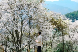 Lạc bước giữa rừng ban ‘’cổ tích’’ ở Điện Biên