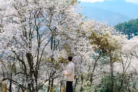 Lạc bước giữa rừng ban ‘’cổ tích’’ ở Điện Biên