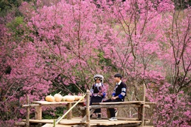 Mùa hoa Tớ Dày nhuộm hồng Mù Cang Chải