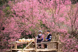 Mùa hoa Tớ Dày nhuộm hồng Mù Cang Chải