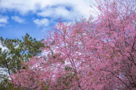 Sắc mai anh đào nở rộ bên Hồ Tuyền Lâm