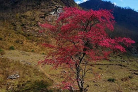 Trekking Lảo Thẩn, ngắm “cụ đào” bung nở tuyệt đẹp