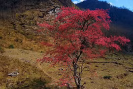 Trekking Lảo Thẩn, ngắm “cụ đào” bung nở tuyệt đẹp
