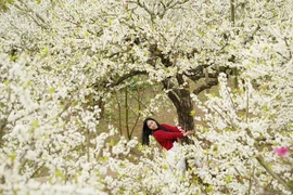 Xao xuyến những miền hoa đẹp tựa cổ tích ở vùng núi Tây Bắc 