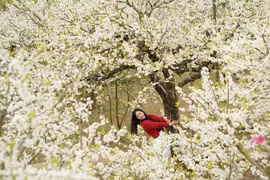 Xao xuyến những miền hoa đẹp tựa cổ tích ở vùng núi Tây Bắc 