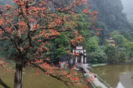 Hoa mộc miên thắp lửa bên ngôi chùa 600 tuổi ở Ninh Bình