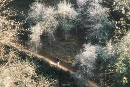 Sơn tra khoe sắc trắng tinh khôi ở làng Chếu