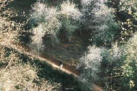 Sơn tra khoe sắc trắng tinh khôi ở làng Chếu