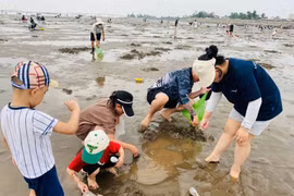 Cào ngao ở bãi Hoàng Châu có gì thú vị mà hút đông khách?
