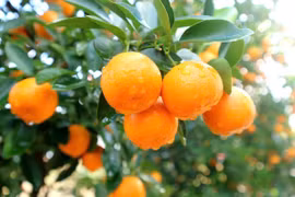 Lợi ích sức khoẻ bất ngờ của quả quất chưng ngày Tết