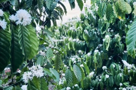 Đa dạng tour ngắm hoa cà phê Tây Nguyên đầu tháng 3