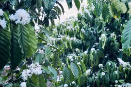 Đa dạng tour ngắm hoa cà phê Tây Nguyên đầu tháng 3