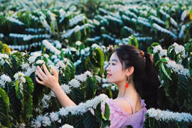 Tọa độ “săn” hoa cà phê nở tại Tây Nguyên