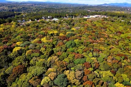 Ngắm Măng Đen mùa thay áo tựa như “bông súp lơ” khổng lồ