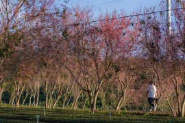 Lên Đà Lạt “săn” ảnh hoa mai anh đào