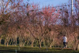 Lên Đà Lạt “săn” ảnh hoa mai anh đào