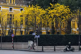 Phong linh nhuộm vàng góc trời Hà Nội hút “nàng thơ” tới check-in