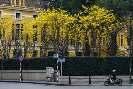 Phong linh nhuộm vàng góc trời Hà Nội hút “nàng thơ” tới check-in