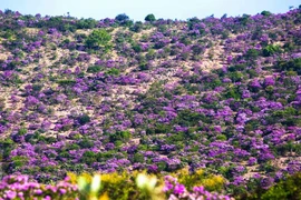 Vẻ đẹp nên thơ của đồi bằng lăng ở Bình Thuận 