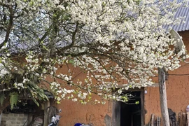 Ghé thăm Y Tý, chiêm ngưỡng “cụ mận” khoe sắc