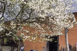 Ghé thăm Y Tý, chiêm ngưỡng “cụ mận” khoe sắc