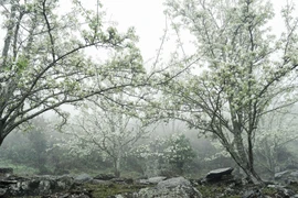 Lạc bước giữa vườn hoa lê đẹp như cổ tích ở Na Hang