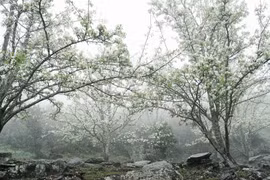 Lạc bước giữa vườn hoa lê đẹp như cổ tích ở Na Hang