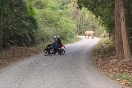 Voi rừng thường xuyên xuất hiện gần khu dân cư ở Đồng Nai