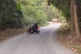 Voi rừng thường xuyên xuất hiện gần khu dân cư ở Đồng Nai