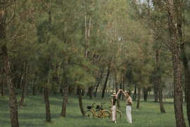 Lạc bước giữa rừng thông cổ ở lăng Gia Long