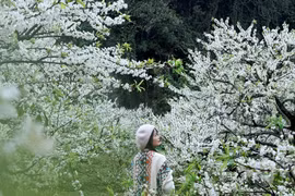 Lên Mộc Châu ngắm hoa mận, chọn tour dài hay ngắn ngày?