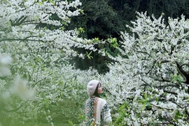 Lên Mộc Châu ngắm hoa mận, chọn tour dài hay ngắn ngày?