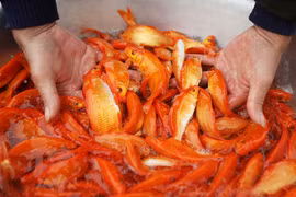 Mẹo chọn cá chép khỏe đẹp cúng ông Công ông Táo