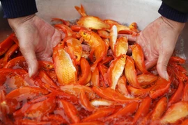 Mẹo chọn cá chép khỏe đẹp cúng ông Công ông Táo