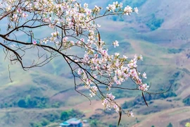 Tọa độ “sống ảo” giữa mùa hoa ban ở Điện Biên