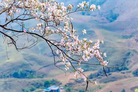 Tọa độ “sống ảo” giữa mùa hoa ban ở Điện Biên